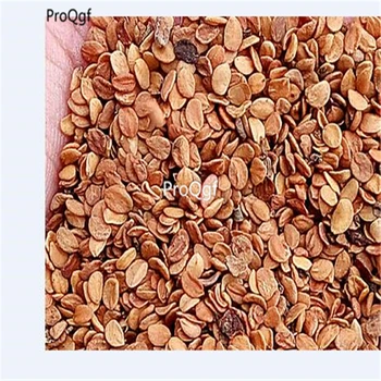 

Ngryise 1000pcs Lonicera japonica