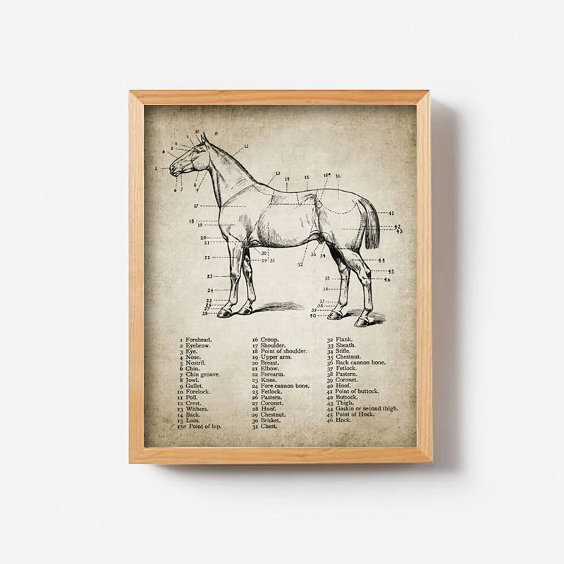 Vintage-Horse-Anatomy-Canvas-Posters-Print-Horse-Anatomy-Illustration-Wall-Art-Painting-Equestrian-Pictures-Home-Room