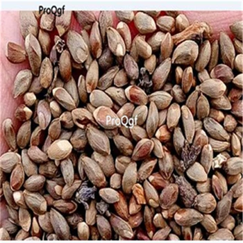 

Ngryise 500Pcs A Set Codiaeum variegatum