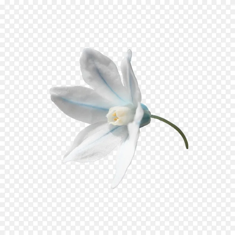 画花瓣青米色杜鹃花徽章png图片素材免费下载 图片编号 Png素材网