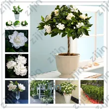 30 шт. горшечные растения Жасмин бонсай красивый жасминовый цветок бонсай, посадка простой для домашнего сада, начинающий уровень 97