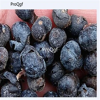 

Ngryise 300Pcs A Set Trachycarpus fortunei