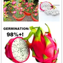 20 шт. Pitaya сад белый дракон фруктовый завод(Pitaya/Pitahaya/клубника груша) Бонсай