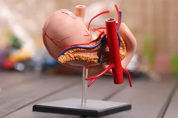 

Drop shipping Human Anatomy model stomach anatomical Solution structure of the new three-dimensiona
