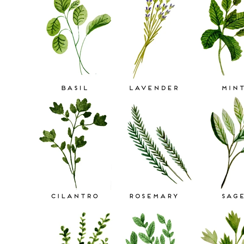 Herbs-Canvas-Print-and-Poster-Watercolor-Basil-Oregano-Sage-Cilantro-Canvas-Painting-Botanical-Picture-Kitchen-Wall (1)