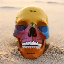Цветной череп кость 4d головоломка Сборка игрушки человеческого тела орган анатомическая модель для медиков обучения