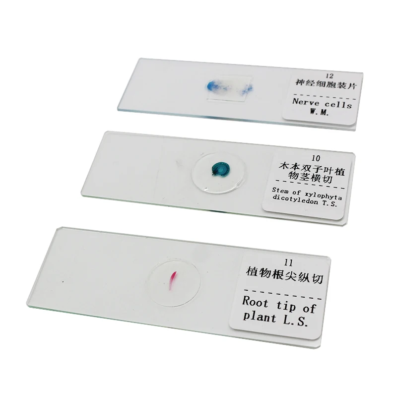 Prepared Microscope Slides Glass Biological Specimen Animal Plant Human Tissue Slide for Student Education Studying 12 50 100