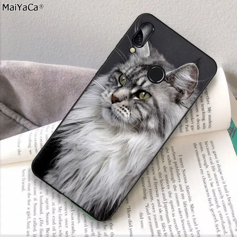 pet maine coon cat