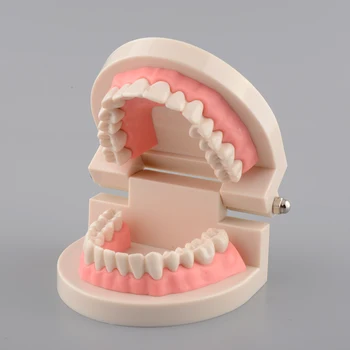 

Child Teeth Model Standard Dental Teaching Study Dental Teaching Study Demonstration Oral Medical Education Tooth Model