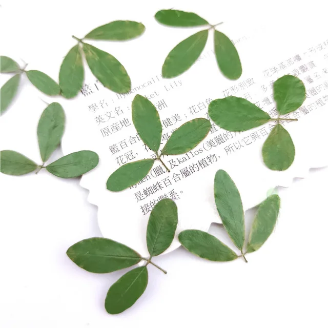 21pcs Bag Nature Pressed Leaves Mixed Package Real Plant For Diy Art Craft Bookmark Wedding Invitation Gift Card Decoration Artificial Dried Flowers Aliexpress