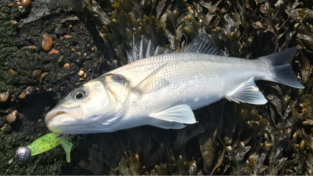 Esfishing легко Шайнер 6." рыболовные приманки мягкие 3 шт. 155 см/30 г пластмасс приманки Китай Swimbait leurre форель Карп Crankbait