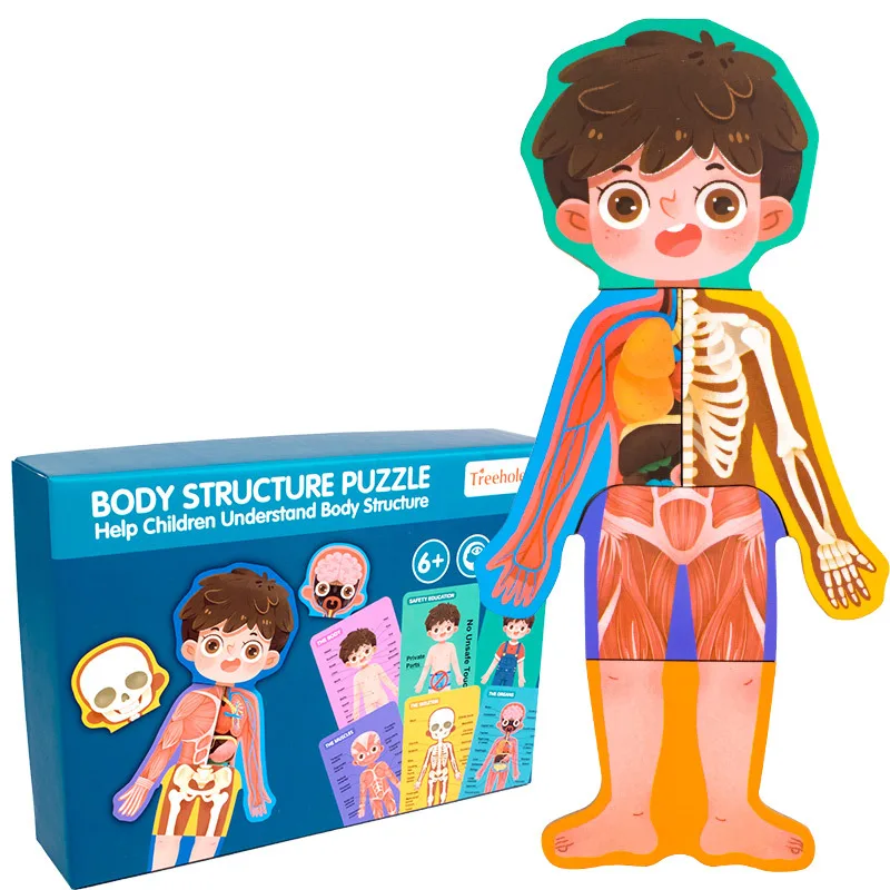 Wooden Human Body Structure Human Body Puzzle Children Wooden
