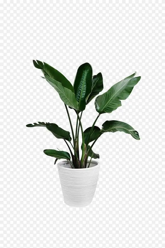 槟榔科植物叶棕榈枝盆栽植物png图片素材免费下载 图片编号 Png素材网