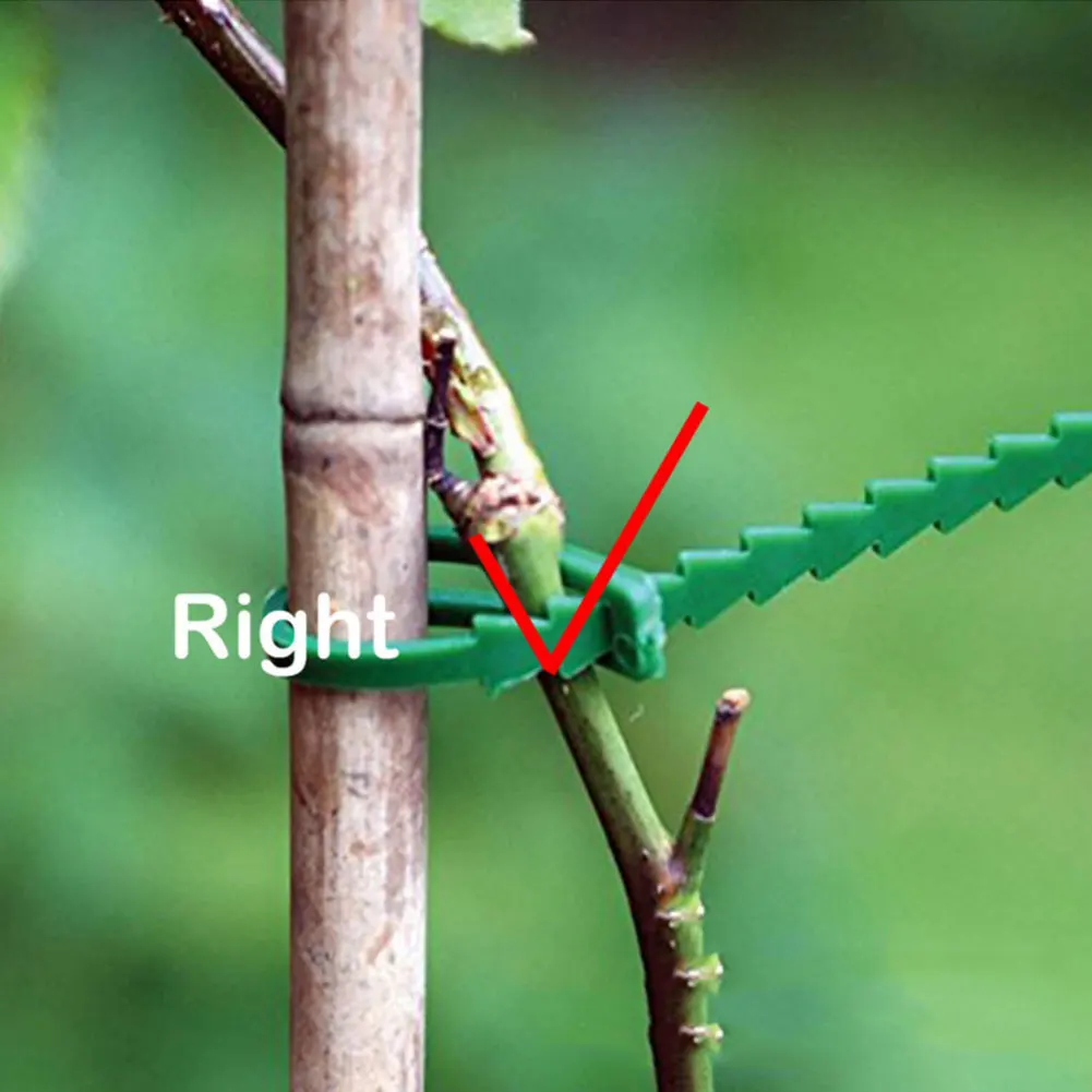 

Gardening Fish Bone Banding Garden Strapping Cable Tie 50PCS Fish Bone Thorn Green Gardening Tie Garden Tool Wrap Plant Pot