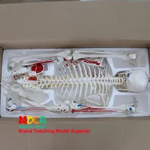 170 см модель скелета человека мышцы спинного нерва и конечная окраска скелета йога обучение медицине Mgg302