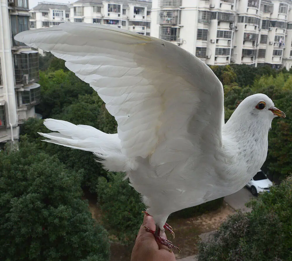 Орловский турман. Голуби в модели курицы в real life. Колонна голубей. Голуби на крыше. Голубь взлетает.