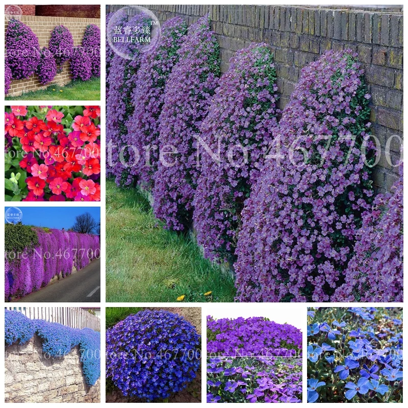 

100 Creeping Thyme Bonsai Flower Potted ROCK CRESS GROUND COVER Plant Carpet Evergreen Outdoor Planta Easy Grow For Garden Lawn
