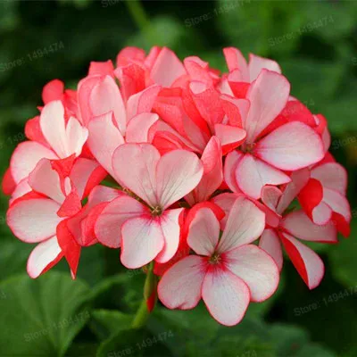 100 шт./пакет Разноцветные Цветок герани flores бонсай растения красивые цвета радуги с цветочным рисунком растения для дома и сада - Цвет: Бургундия