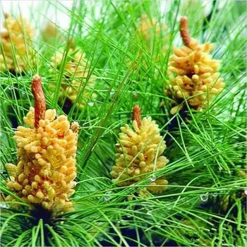 

Masson Pine Pure Pine Pollen Natural Genuine Broken cell wall Pine Pollen 600pcs Improve immunity Regulate gastrointestinal