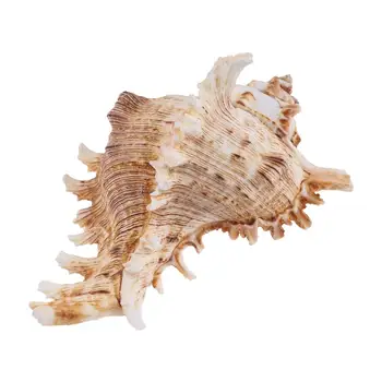 

Aquarium Natural Shell Conch Package Landscape Aquarium Ornament For Fish Tank Decoration (10-11cm;11-12cm)