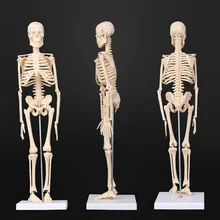 45cm anatomia anatômica esqueleto humano modelo médico aprender ajuda anatomia esqueleto humano modelo atacado varejo