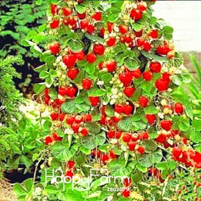 Promotion!100 PCS Tree Climbing Strawberry bonsai Courtyard Garden With Fruit and Vegetable plant Potted,#HWZRHO