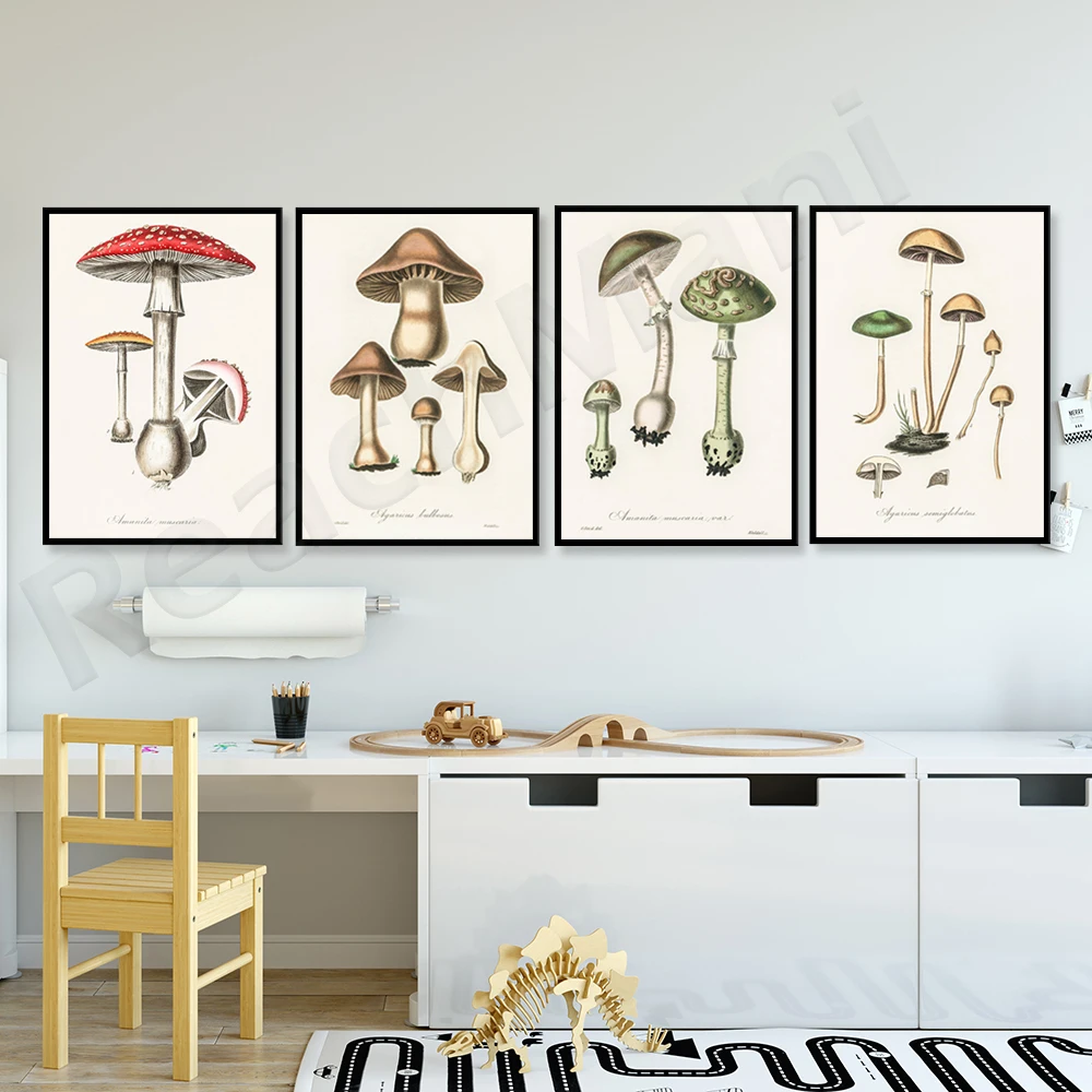 Amitia Muscaria Disegno, Fungo, Fungo Medicinale Disegno A Fungo, Illustrazione Botanica, Vintage Botanical Art Print Poste