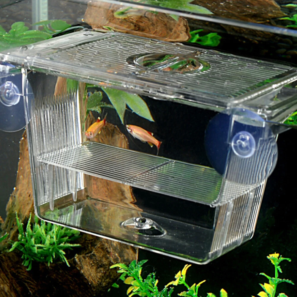 aquarium fish breeding