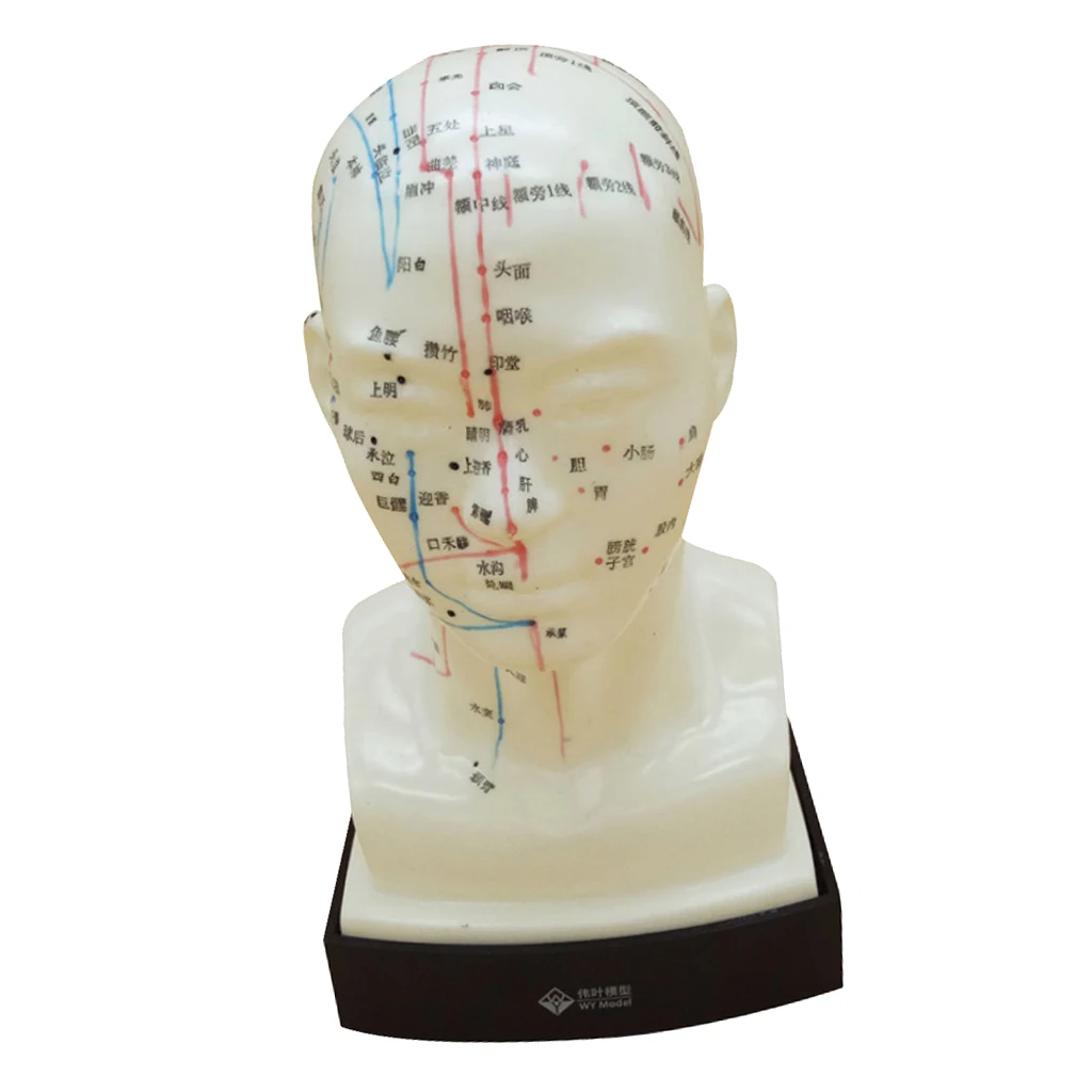 Human Head Acupuncture Meridian Model With Acupressure Points In Chinese