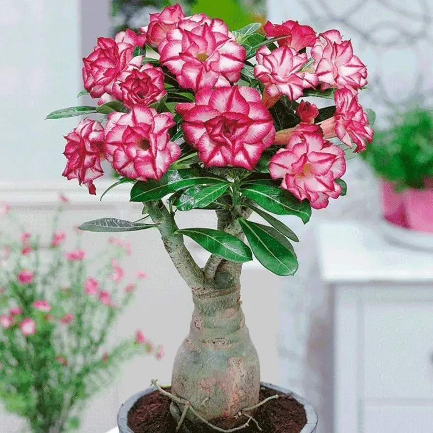 Adenium bleach mix-seeds (10 PCs.) Rose desert, succulents flowers