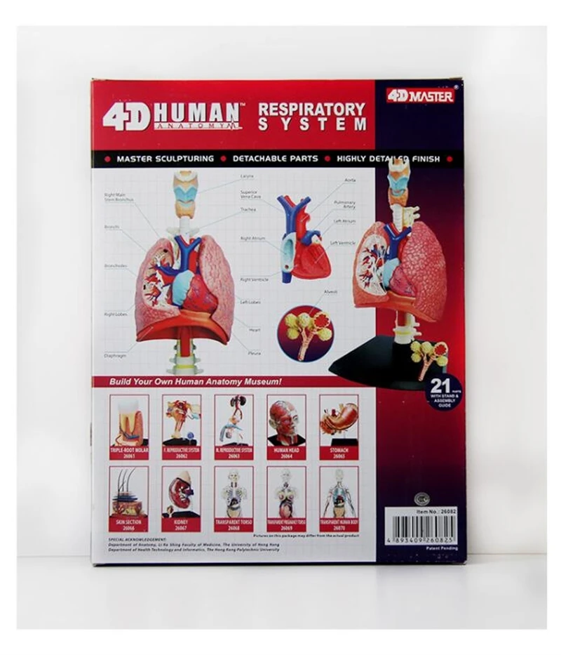 4D система дыхания 1:3 odontologia анатомический скелет человека череп|anatomical model|4d
