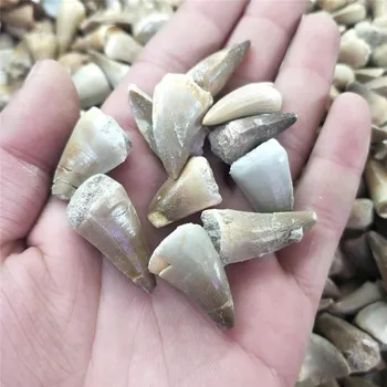 

1pc Natural raw Mosasaurus fossils Quartz Dinosaur tooth Mineral specimen stone for gifts