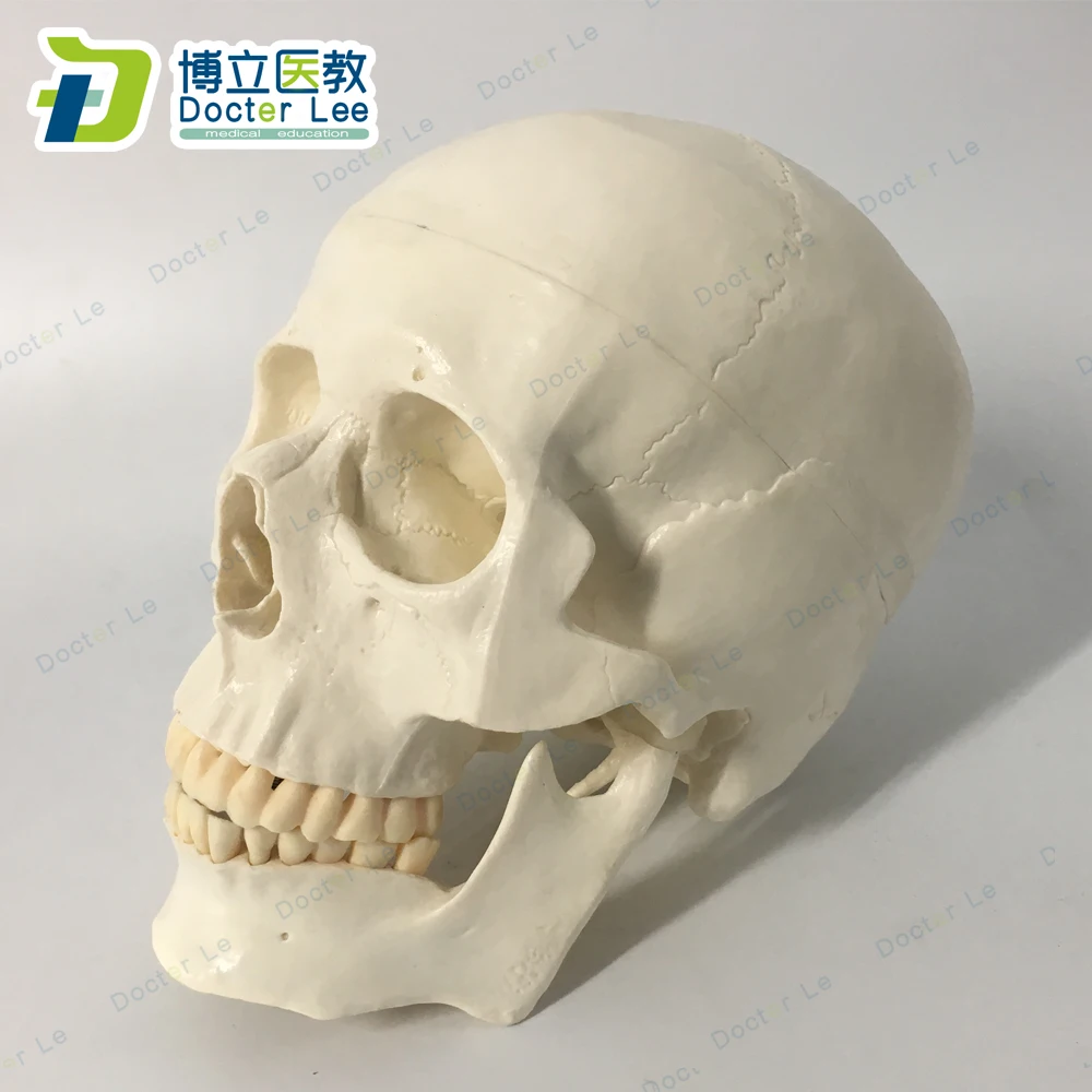 Realistic Skull Head Art Deco Resin Model Medical Teaching Skeleton White 