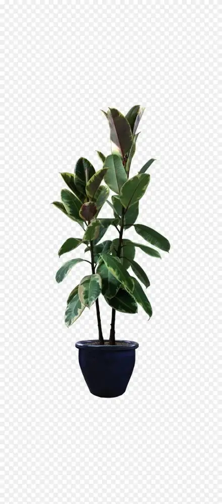 橡胶无花果室内植物花盆植物png图片素材免费下载 图片编号 Png素材网