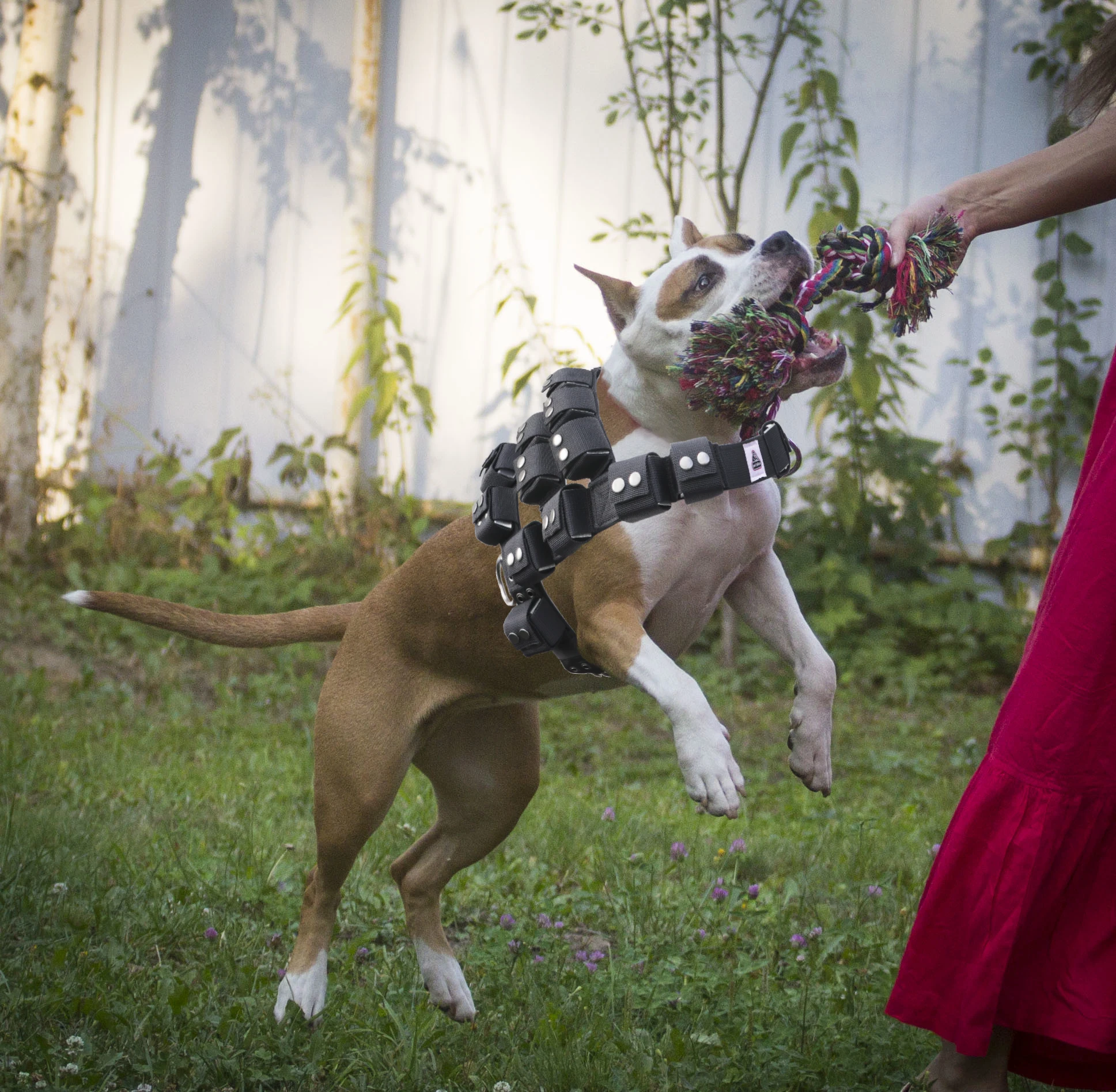 do cão da tração melhor arnês do cão com malotes