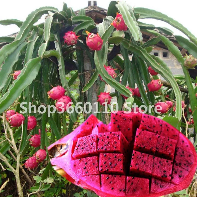 

100 pcs / bag Pitaya Bonsai Dragon Pitaya Fruit Garden Potted Tree Fruit-Tree-Plant Delicious Juicy Tropical Fruit Food Pot