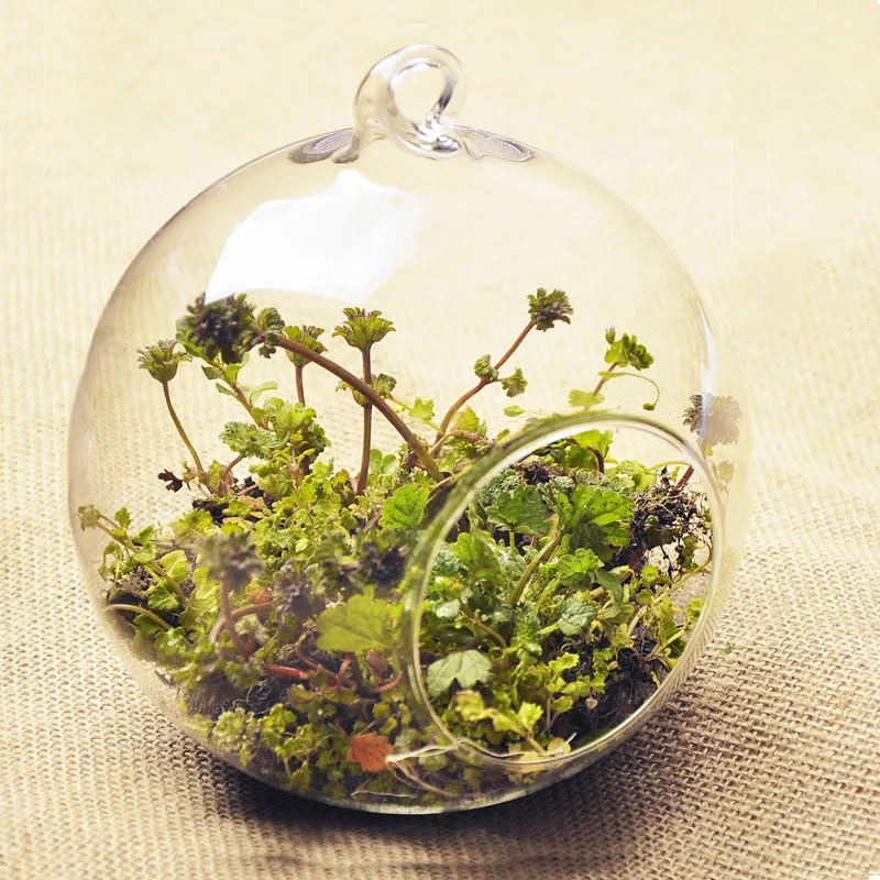 Transparent Round Glass Vase, Clear Flower Plant Stand, Hanging Hydroponic, Home, Office, Wedding, Garden Decor, 10 cm, 12cm 2