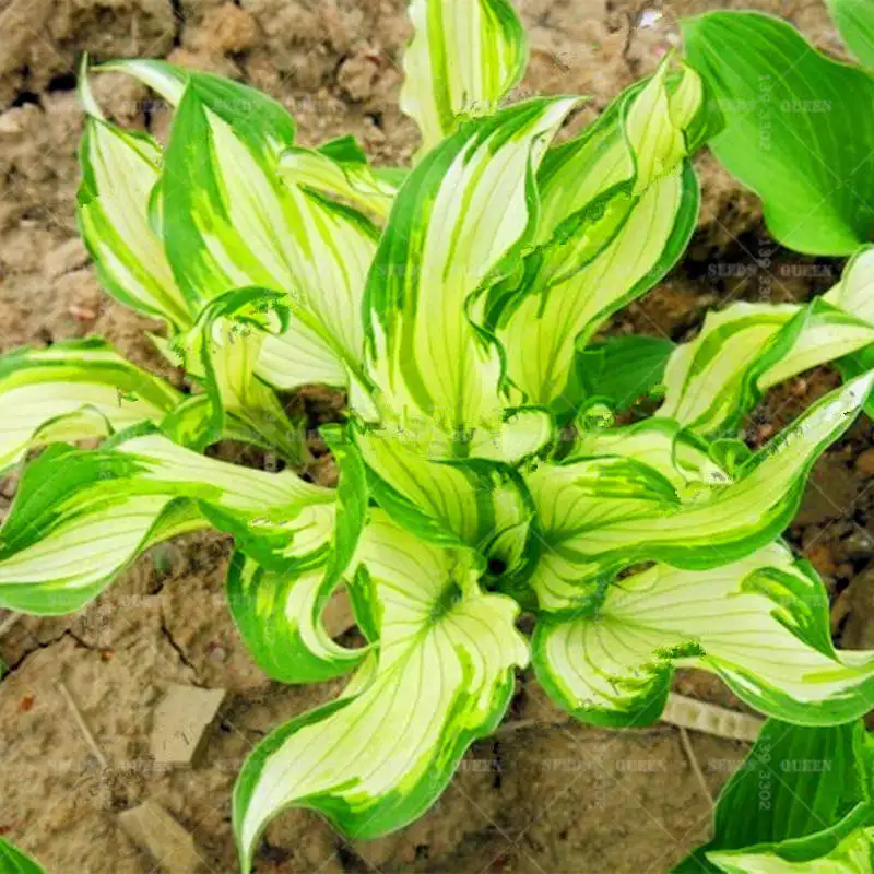 200 шт. японский Hosta бонсай многолетний подорожник красивая Лилия цветочный горшок домашний сад РАСТЕНИЯ наземное покрытие растения - Цвет: 1