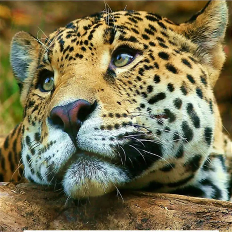 Leopard animals Новое поступление рукоделие DIY Кристалл полная дрель квадратная 5D алмазная живопись Набор для вышивки крестиком Мозаика круглые стразы - Цвет: Leopard 15