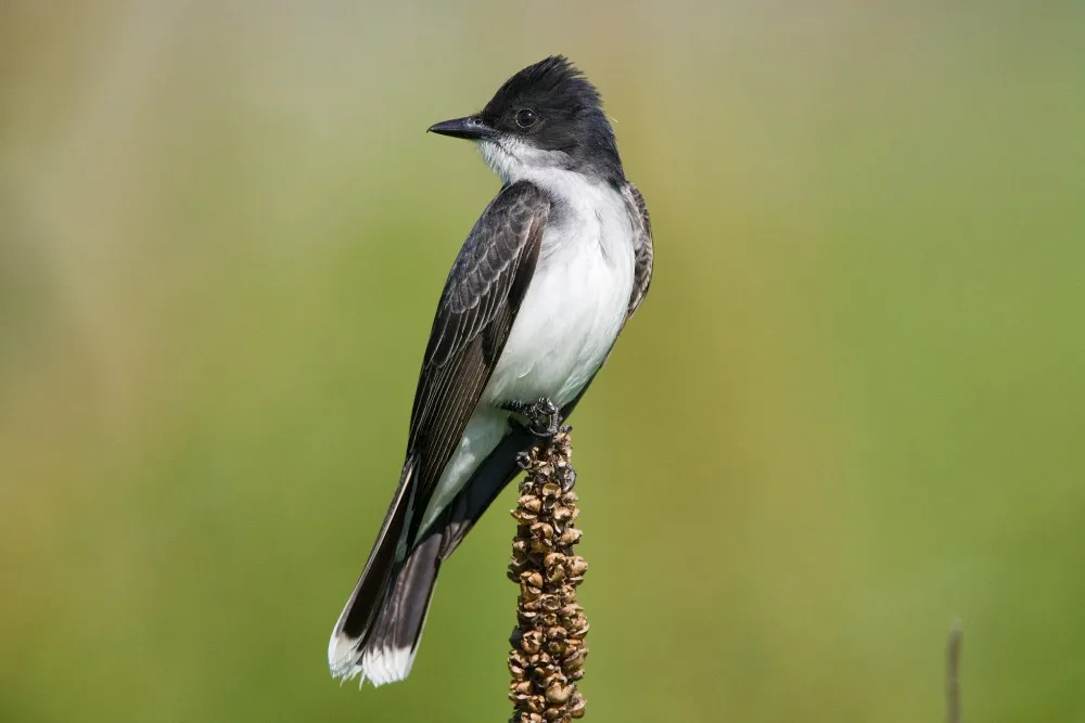 Eastern Kingbird b13-42-050_V