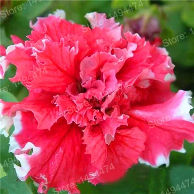 Черный 100pcs/bag mixed color flower flores Petunias plantas Frills and Spills Anna Petunia Flower plante bonsai plant for home garden - Цвет: Черный