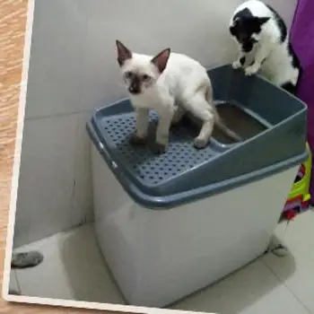 

Fully Enclosed Afp Deodorizing Super Large Cat Toilet With Top-in Cat Sandbox