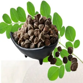 

100pcs-1000pcs High-quality Moringa seeds High survival rate 99% Free shipping