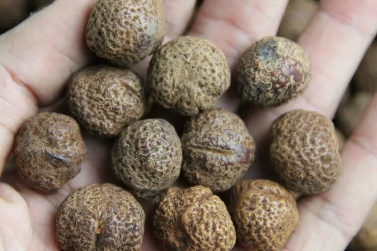 

2pcs Original Golden Toad Bodhi Seed loose beads Tibetan Jewelry Findings-DIY