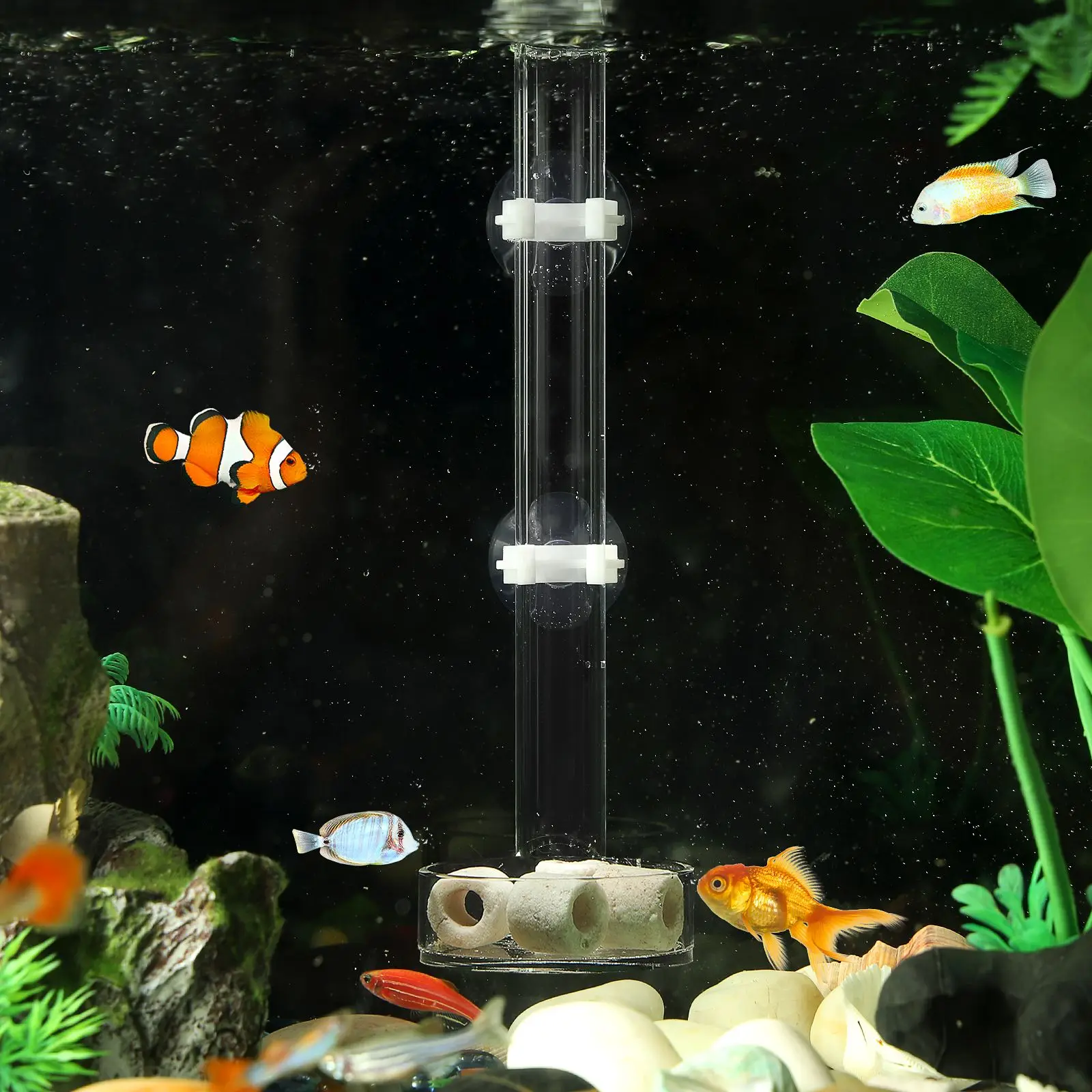 1pc Fish Shrimp Feeder Tube and Plate Acrylic Clear Feeding Aquarium Tank for Crystal | Дом и сад