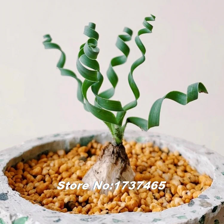 Latifolia Весенняя трава 5 шт.-альбуканамакенсис суккуленты Волшебная Весна - Цвет: 1
