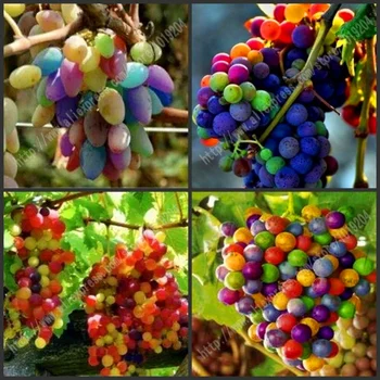 

Plant Flower Bath Salts Rainbow grape Essence 50Pcs XZZ-244