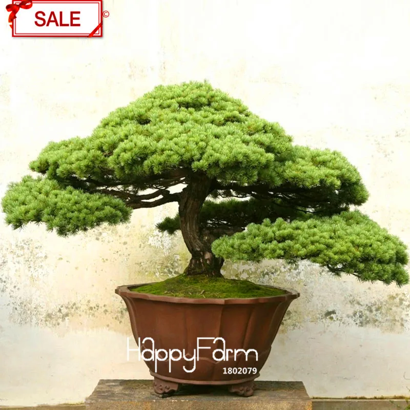 Лидер продаж! кедрового дерева flores Cedrus карликовые деревья бонсай «сделай сам» для дома и сада завод 10 шт./пакет,# FXOZW1