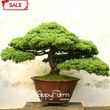 Лидер продаж! кедрового дерева flores Cedrus карликовые деревья бонсай «сделай сам» для дома и сада завод 10 шт./пакет,# FXOZW1