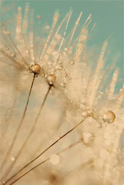Dandelion-flower-Landscape-Wall-Art-Canvas-Poster-Natural-Minimalist-Print-Painting-Wall-Pictures-for-Living-Room.jpg_640x640